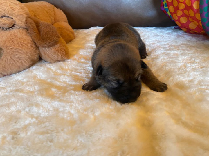 chinook puppy